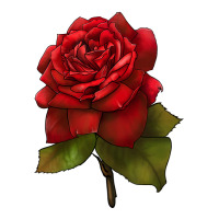 Oklahoma Rose Illustrations | Teevron
