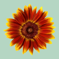 Little Becka Sunflower Classic Tee | Teevron