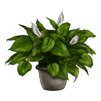 Peace Lily | Teevron