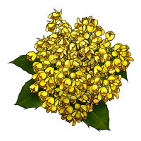 Oregon Grape Flower Illustrations | Teevron