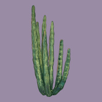 Organ Pipe Cactus Classic Tee | Teevron