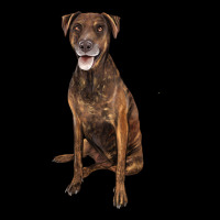 Plott Hound Urban Hoodie | Teevron