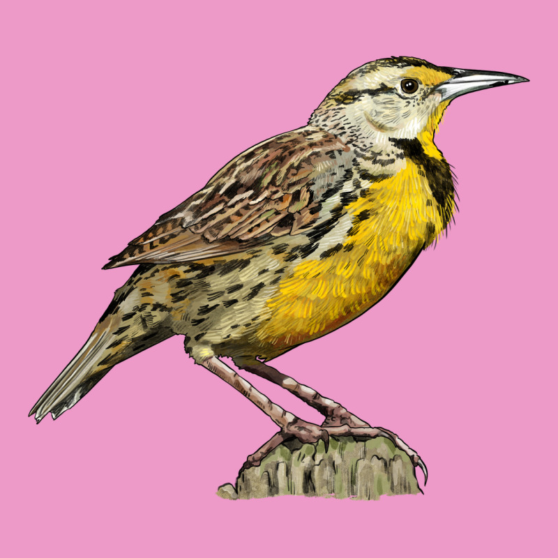 Western Meadowlark Urban Hoodie by LillyAllenDesigns | Teevron