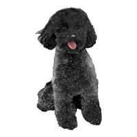 black poodles dog | Teevron