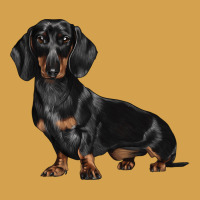 Dachshund Dog Illustrations Urban Hoodie | Teevron