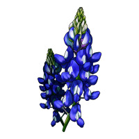 Bluebonnet Flower | Teevron