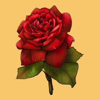 Oklahoma Rose Illustrations Vintage Hoodie | Teevron