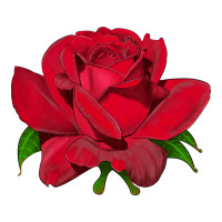 Oklahoma Rose Illustrations | Teevron