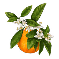 Tangerine | Teevron