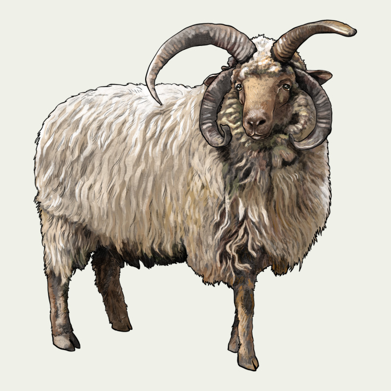 Navajo Churro Sheep Urban Heavy Tee by LillyAllenDesigns | Teevron