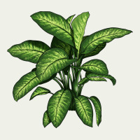Dumb Cane Urban Heavy Tee | Teevron