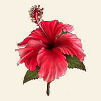 Puerto Rican Hibiscus Flower Vintage Tee | Teevron