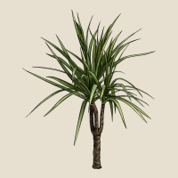 Dracaena Marginata Urban Heavy Tee | Teevron