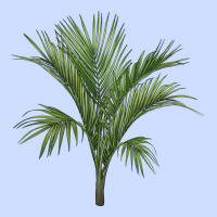 Botanical Majesty Palm Illustrations Urban Heavy Tee | Teevron