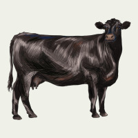 Black Angus Cow Urban Heavy Tee | Teevron