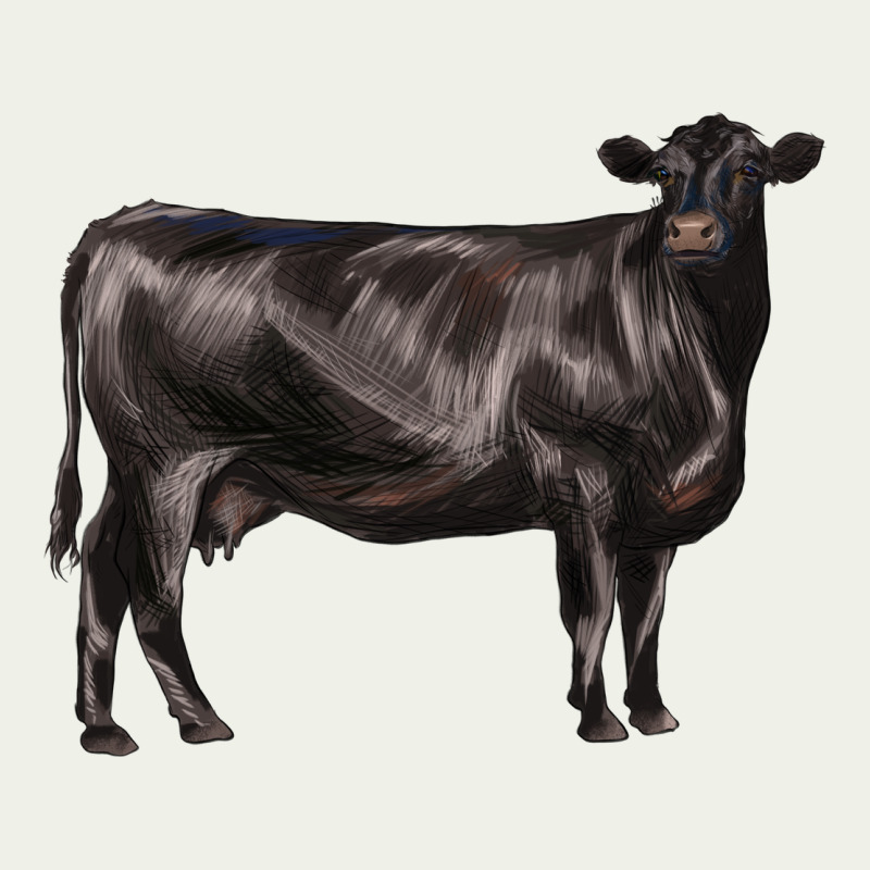Black Angus Cow Urban Heavy Tee by LillyAllenDesigns | Teevron