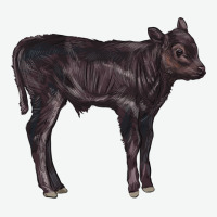 Black Angus Calf Illustrations Urban Heavy Tee | Teevron