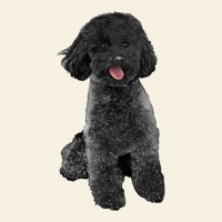 Black Poodles Dog Vintage Tee | Teevron