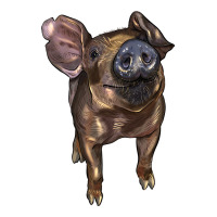 baby duroc pig | Teevron