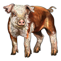 Baby Hereford Pig | Teevron