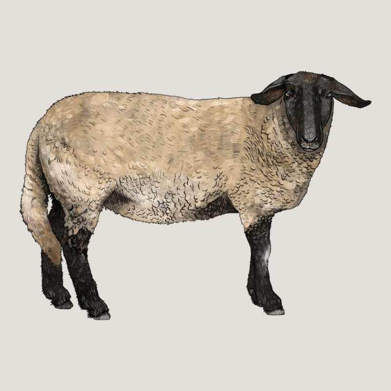 Suffolk Sheep Heavy Core Tee by LillyAllenDesigns | Teevron