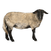 Suffolk Sheep | Teevron