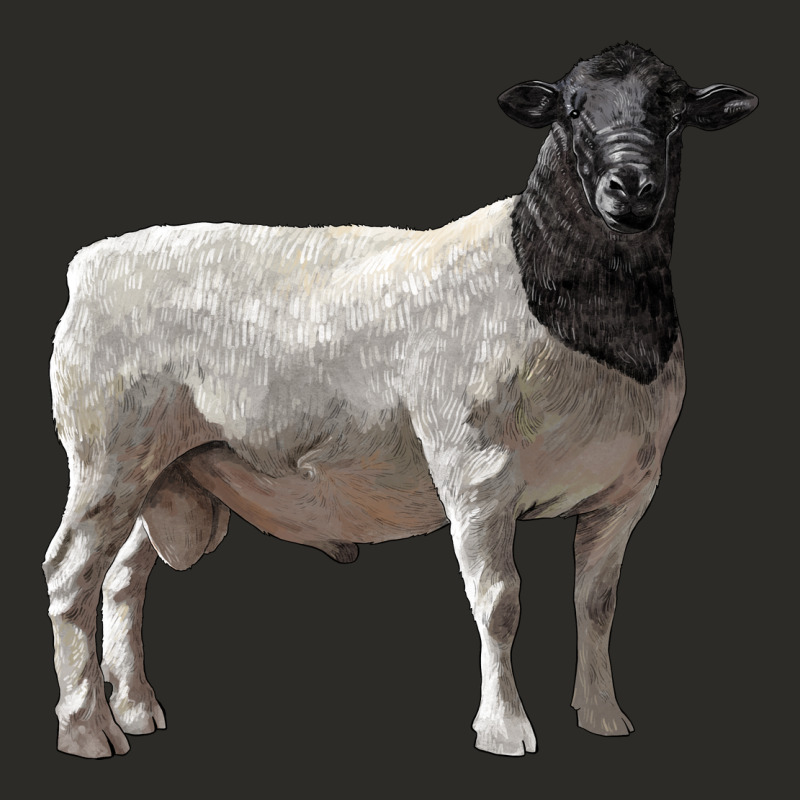 Dorper Sheep Heavy Core Tee by LillyAllenDesigns | Teevron