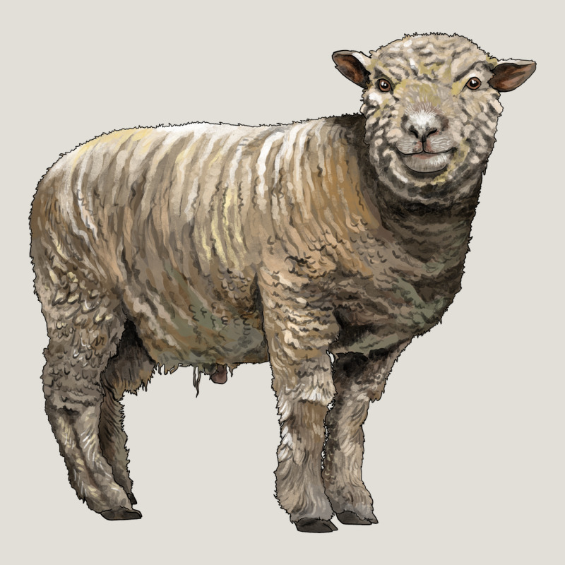 Southdown Sheep Heavy Core Tee by LillyAllenDesigns | Teevron