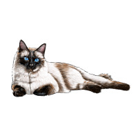 siamese | Teevron
