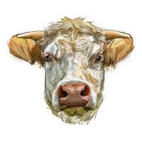 Charolais bull face | Teevron