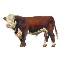 hereford bull | Teevron