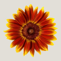 Little Becka Sunflower Heavy Core Tee | Teevron