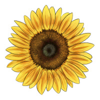 giganteus sunflower | Teevron