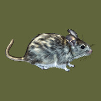 Packrat Aka, Woodrat Classic Tee | Teevron
