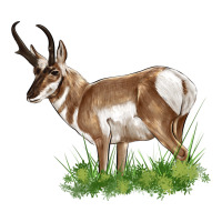 pronghorn | Teevron