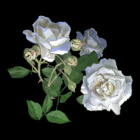 White Dawn Rose Heavy Core Tee | Teevron