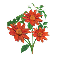 tithonia fiesta del sol sunflower | Teevron