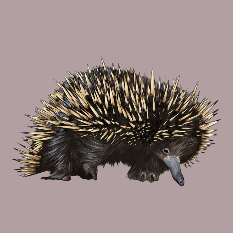 Short Beaked Echidna Vintage Hoodie by LillyAllenDesigns | Teevron