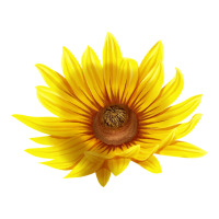 Maximillian Perennial Sunflower | Teevron