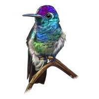 Rivoli`s Hummingbird | Teevron