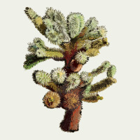Cholla Tree Cactus Urban Heavy Tee | Teevron
