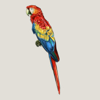 Scarlet Macaw Parrot Heavy Core Tee | Teevron