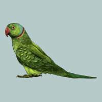 Ring Necked Parakeet Heavy Core Tee | Teevron