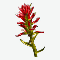 Indian Paintbrush Urban Heavy Tee | Teevron