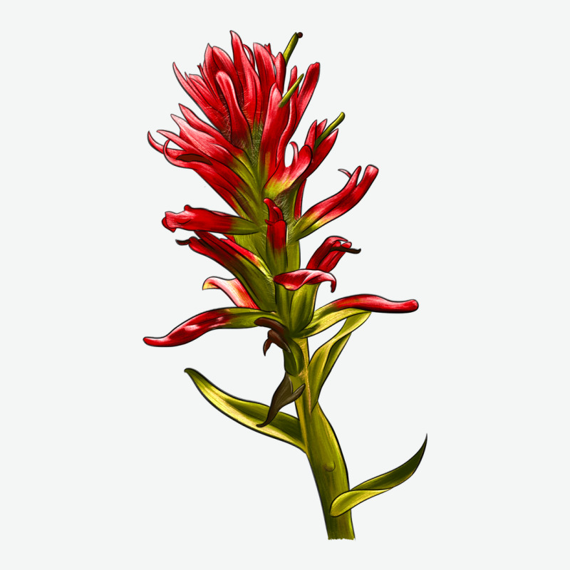 Indian Paintbrush Urban Heavy Tee by LillyAllenDesigns | Teevron