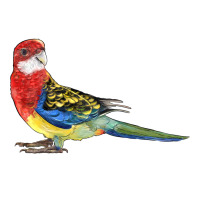 Rosella Bird | Teevron