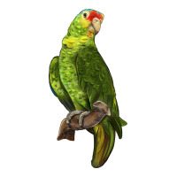 New Zealand Paraket Parrot | Teevron