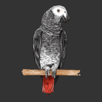 African Gray Parrot Bird | Teevron