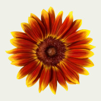 Little Becka Sunflower Urban Heavy Tee | Teevron