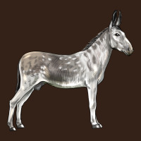 Andalusian Donkey Heavy Core Tee | Teevron